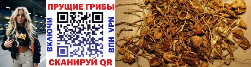 где продают наркотики  Николаевск-на-Амуре  Псилоцибиновые грибы Magic Shrooms 